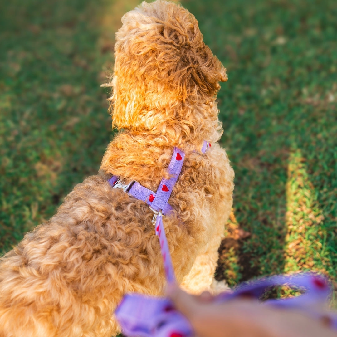 Hearts - Purple - Dog Harness / Harness