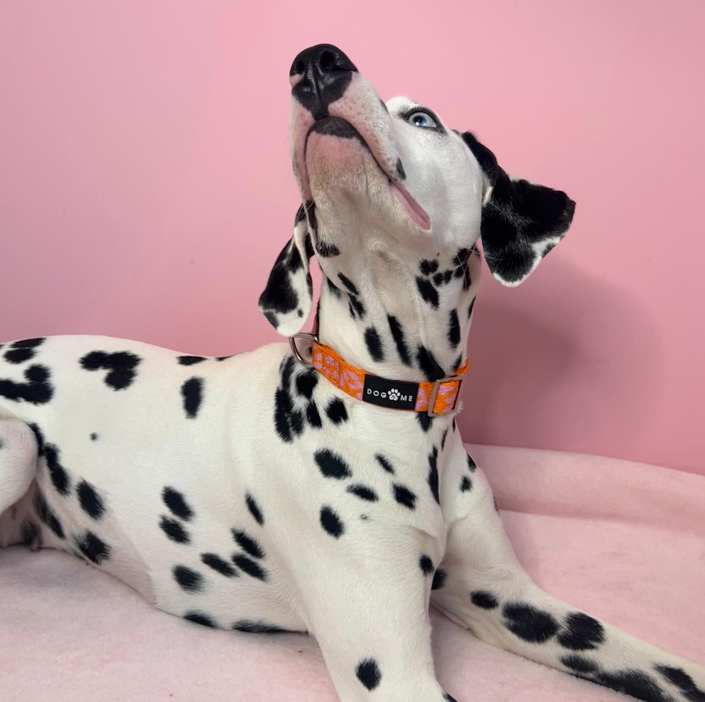 Panther - Orange/Pink - Dog Collar