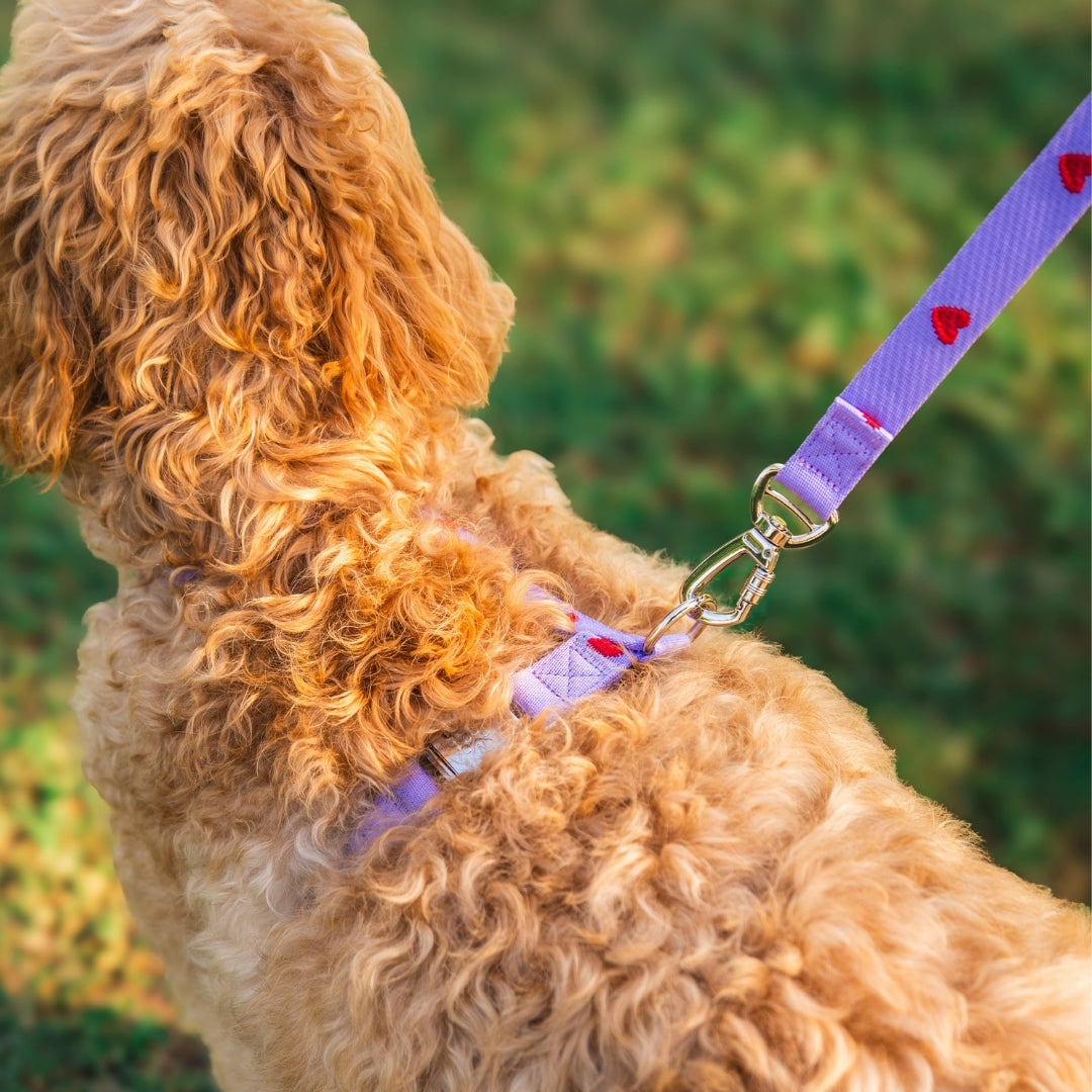 Hearts - Purple - Dog Harness / Harness