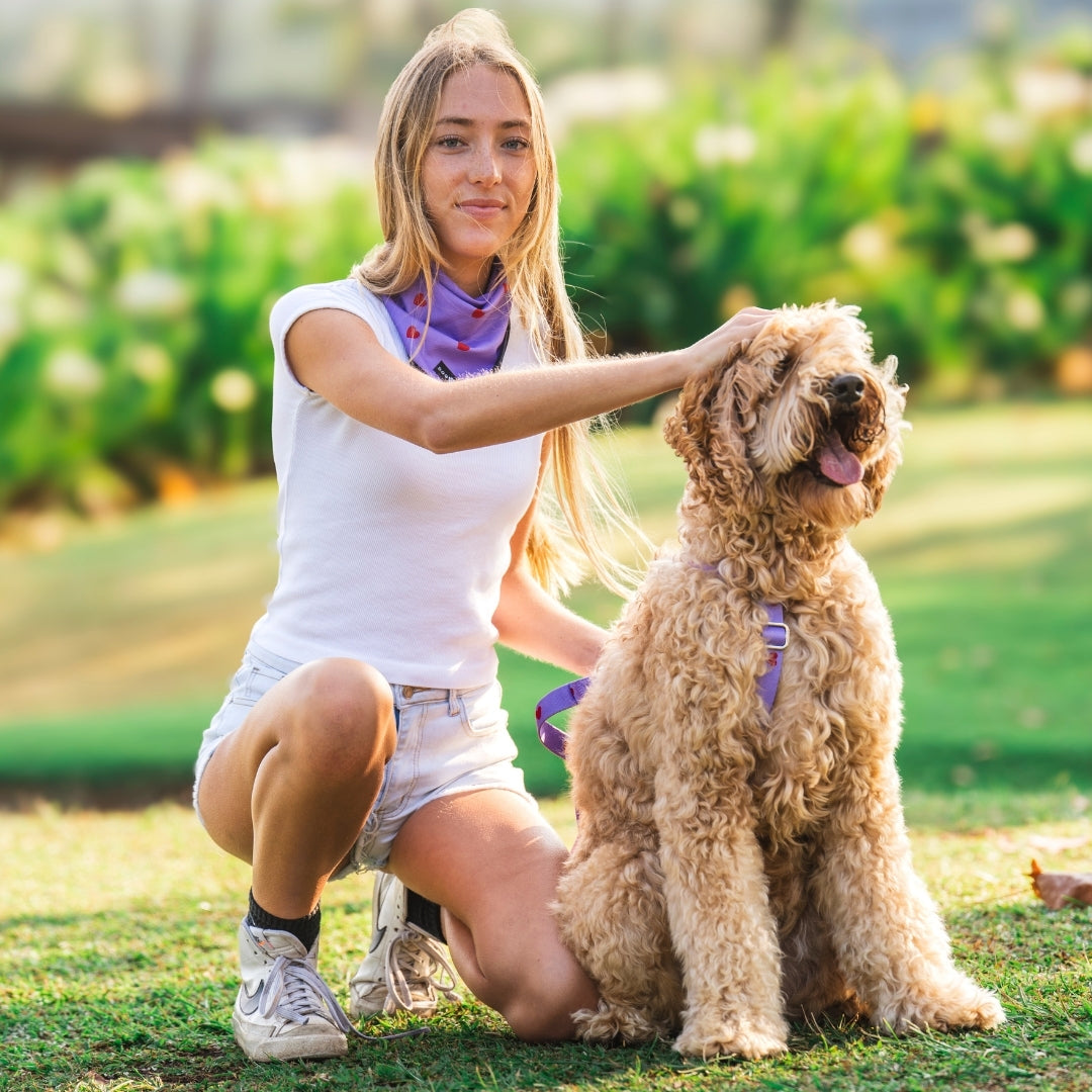 Hearts - Purple - Dog Harness / Harness