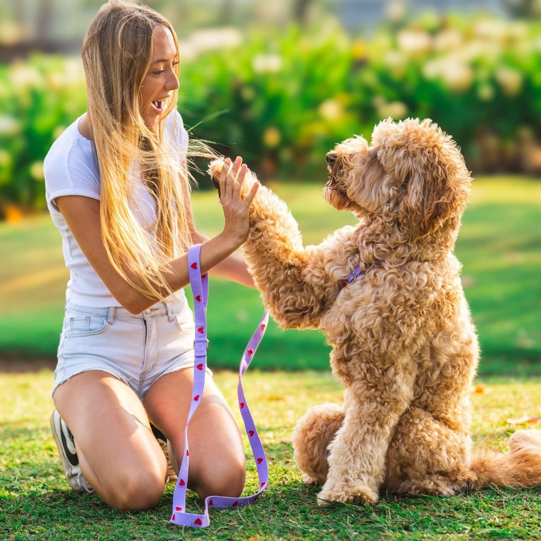 Hearts - Purple - Dog Leash