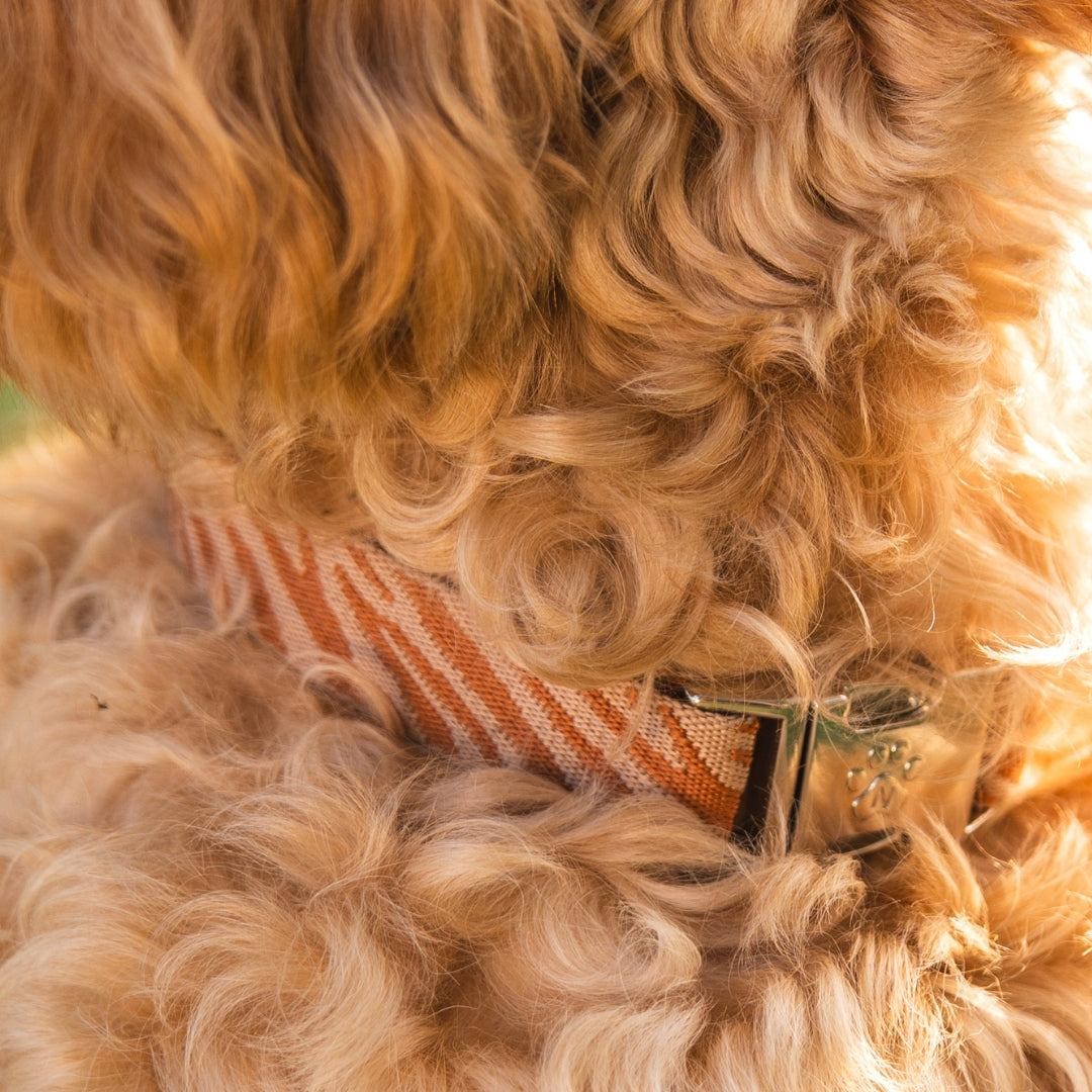 Zebra - Hundehalsband