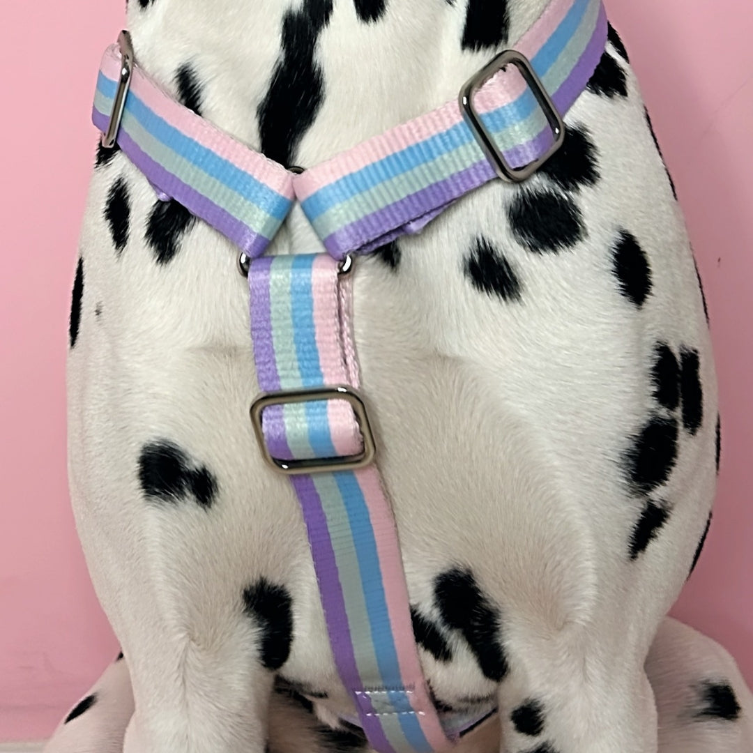 Regenbogen - Geschirr / Hundegeschirr