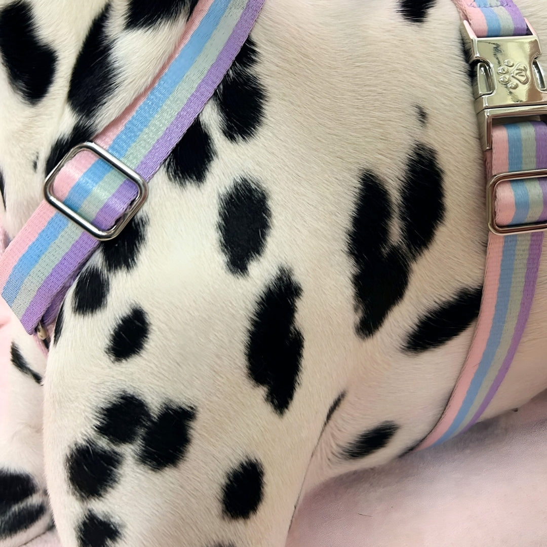Regenbogen - Geschirr / Hundegeschirr
