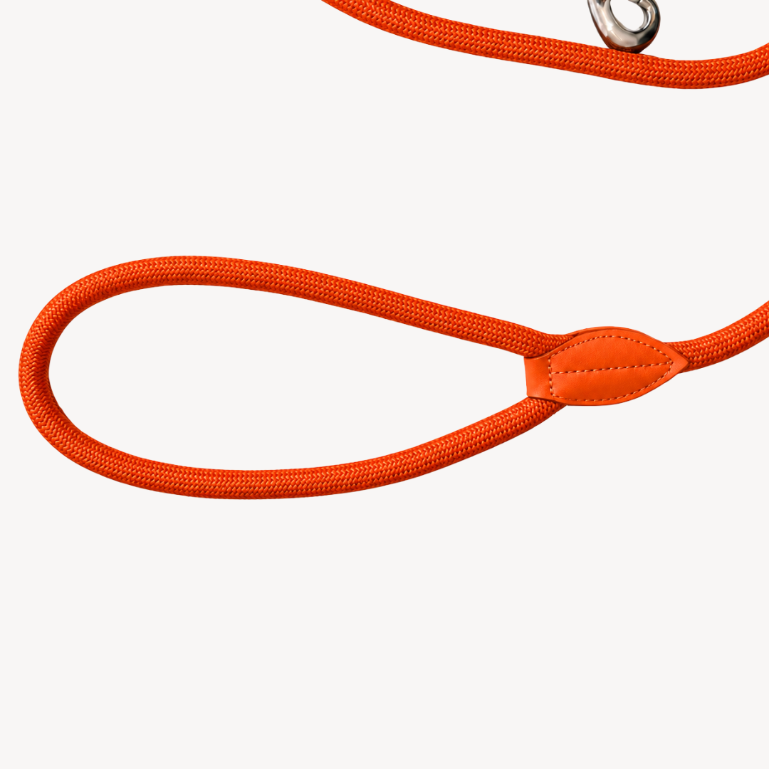 Daily – Orange – Dog Leash