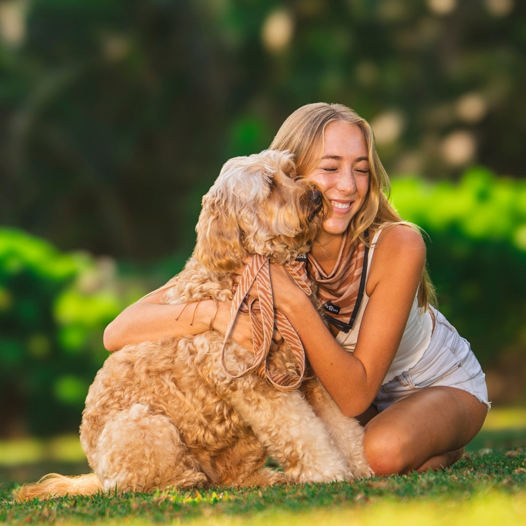 Zebra - Hundehalsband