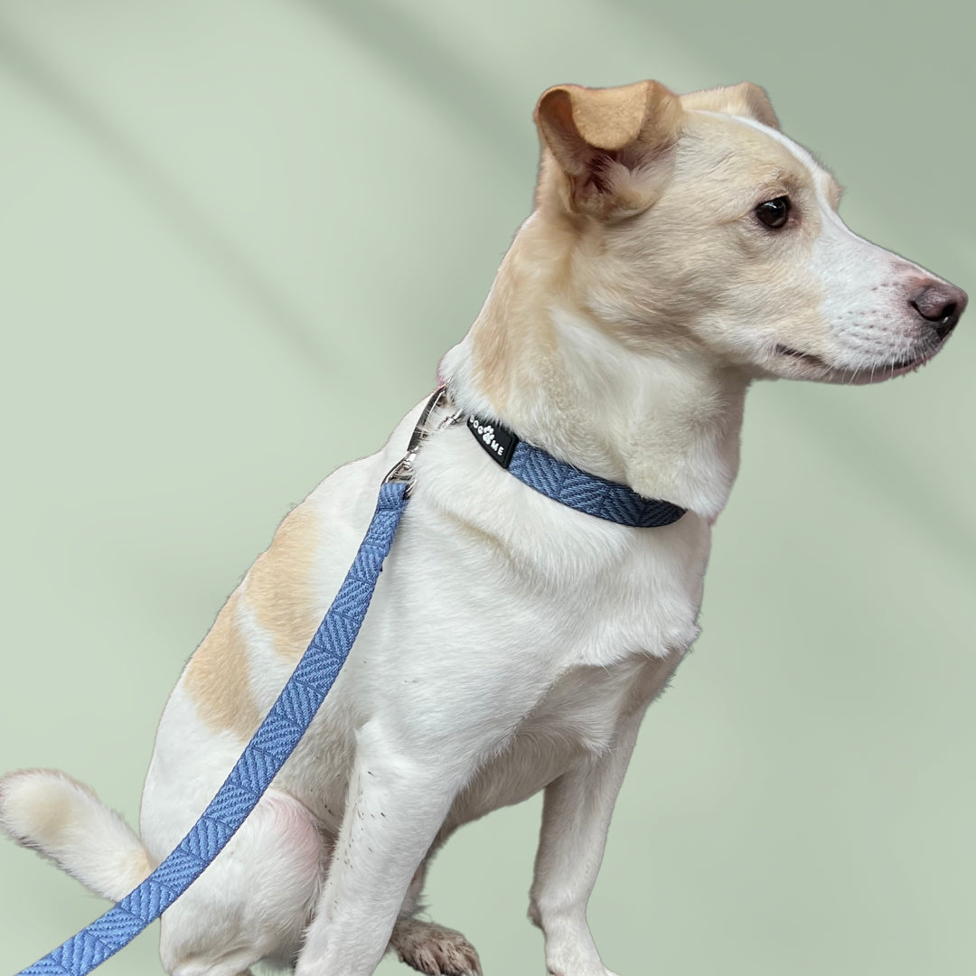 Denim – Blau – Matching Paws Set