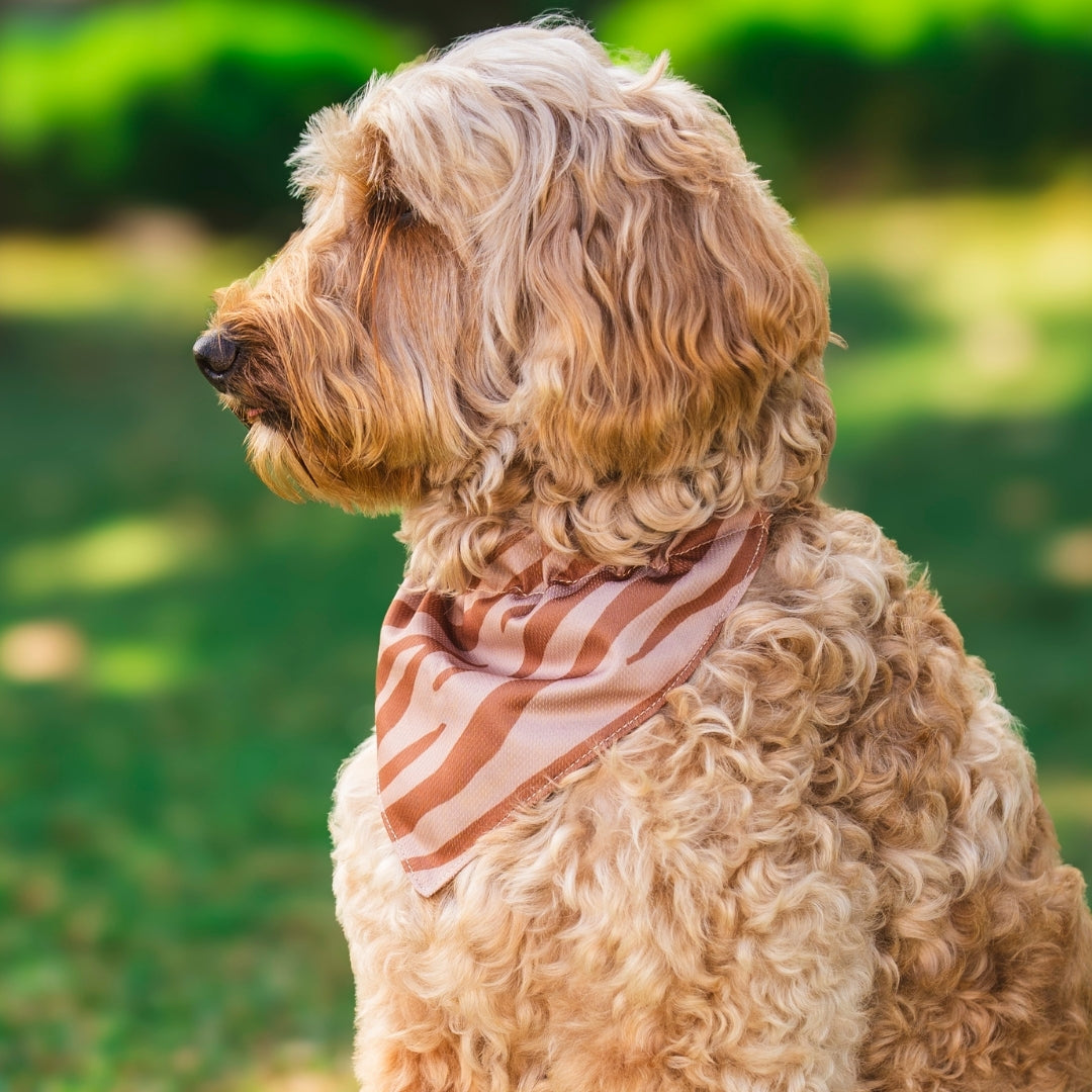 Zebra - Bandana Hund