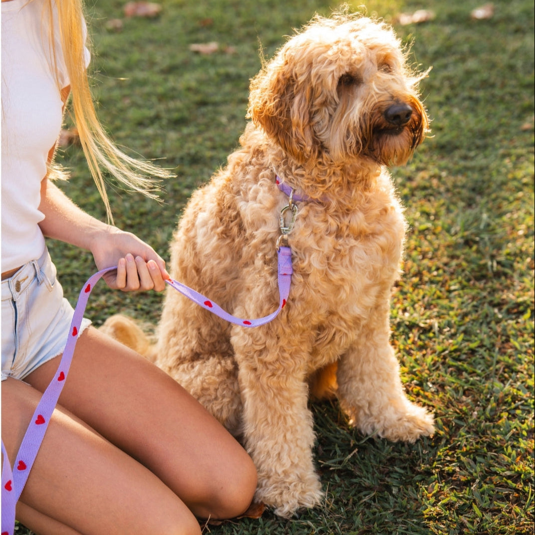 Hearts - Purple - Dog Collar