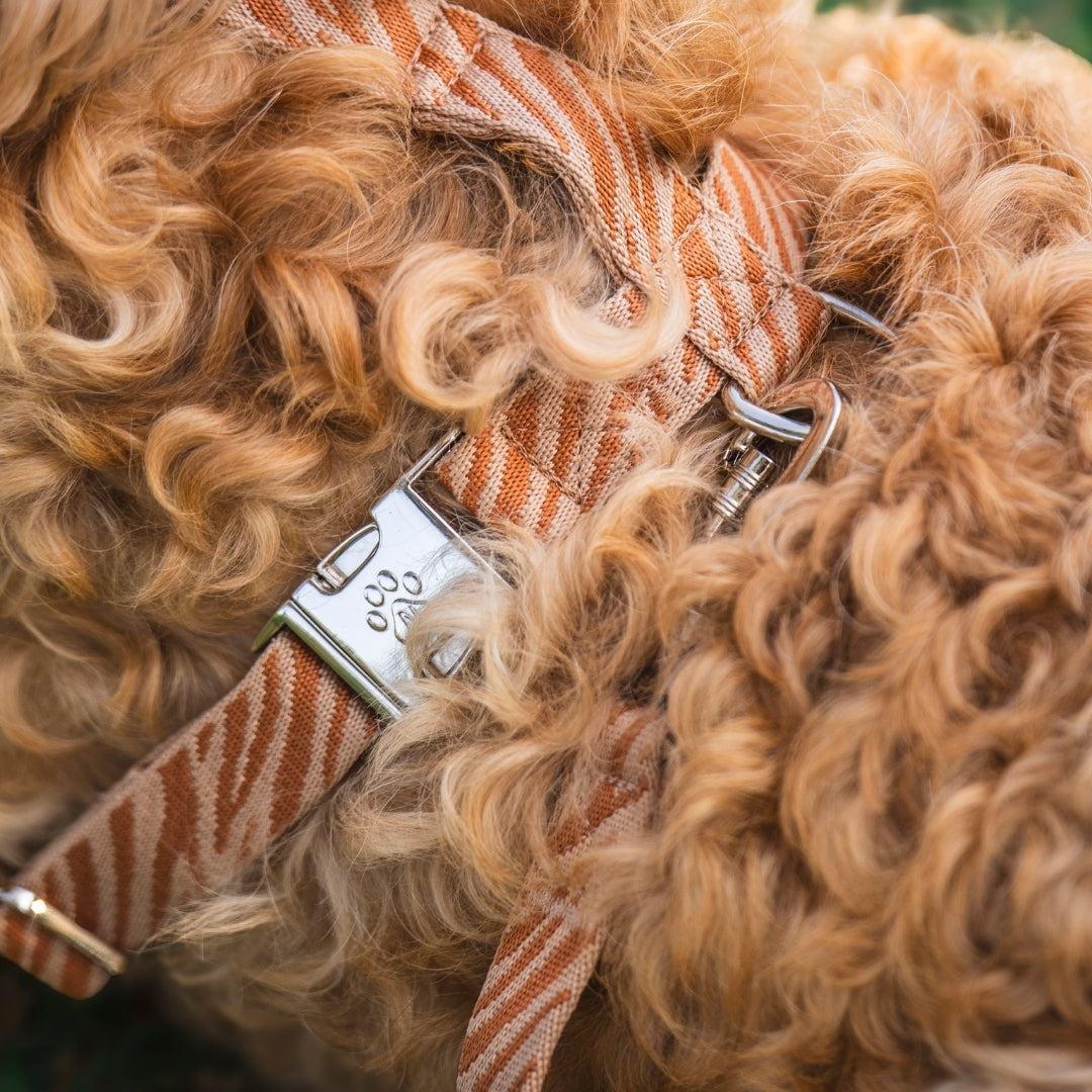 Zebra - Harness / Dog Harness