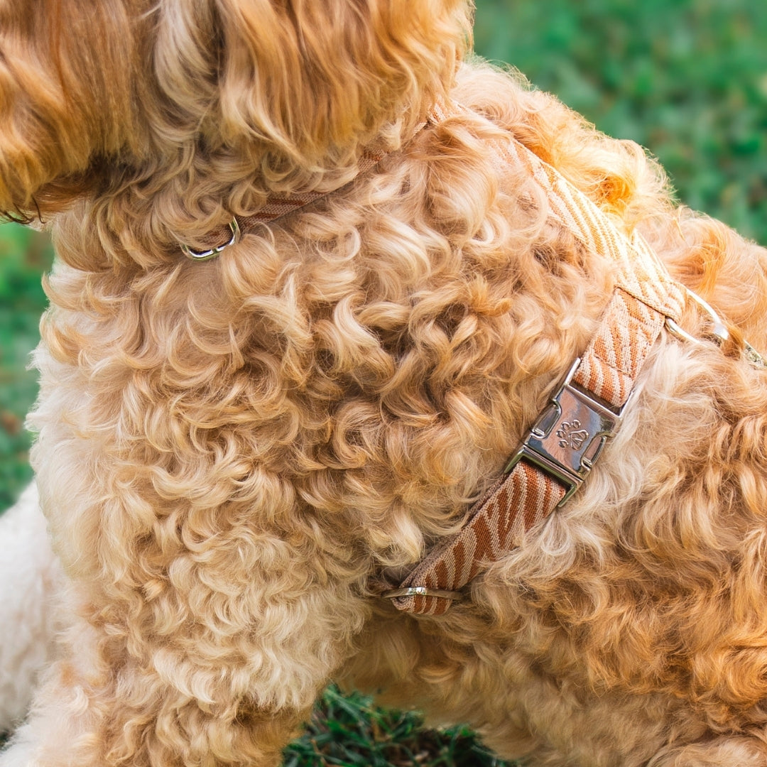Zebra - Harness / Dog Harness