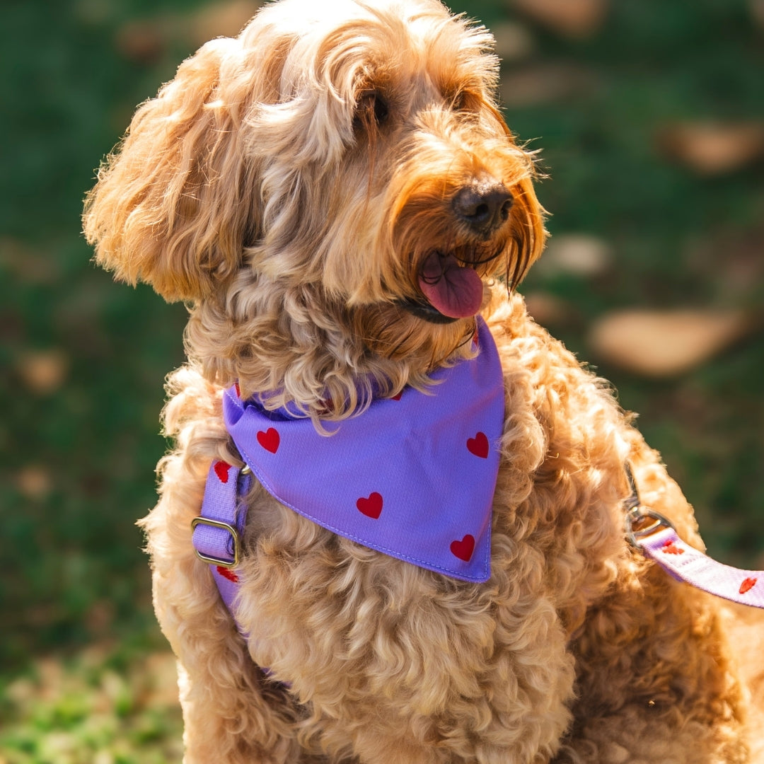 Herzen - Lila - Trail Hunter Duo Set