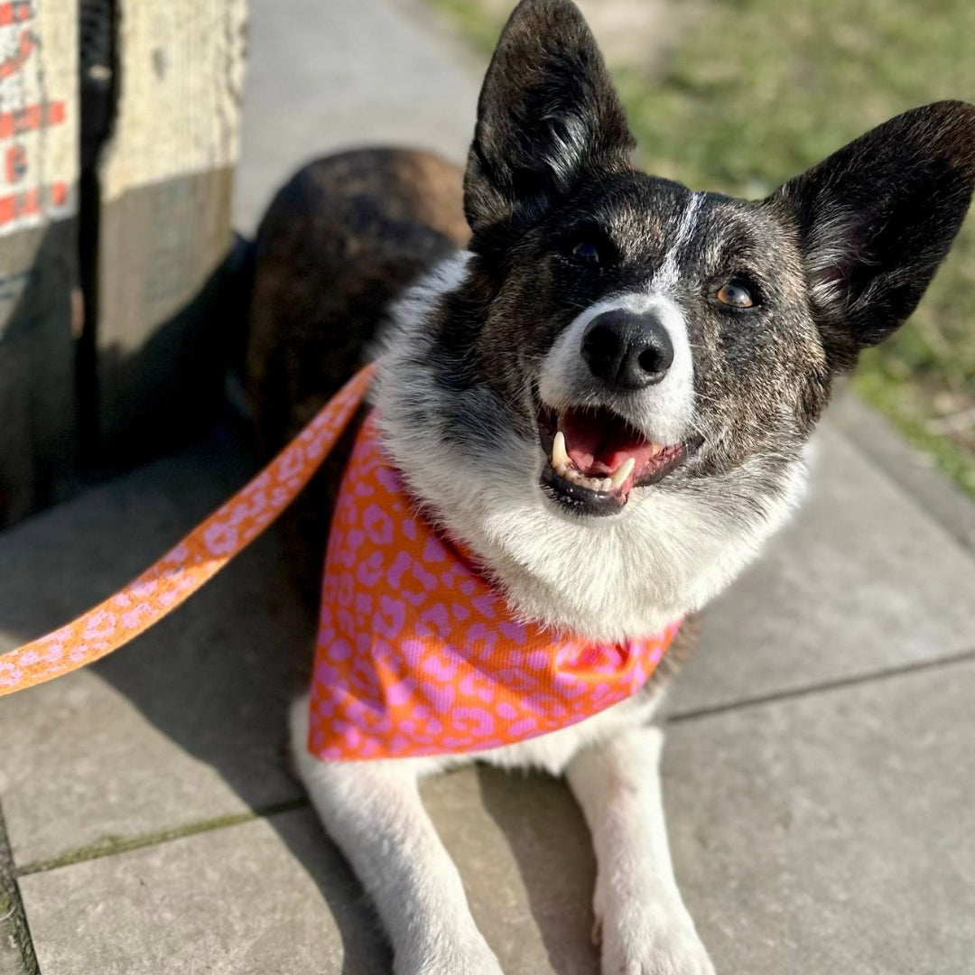 Panther - Orange/Pink - Trail Hunter Ultra Set