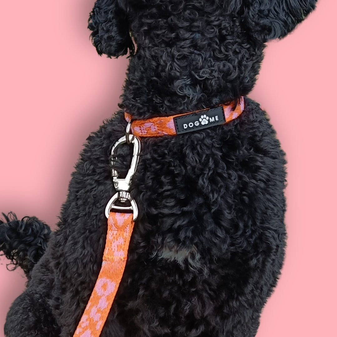 Panther - Orange/Pink - Dog Collar
