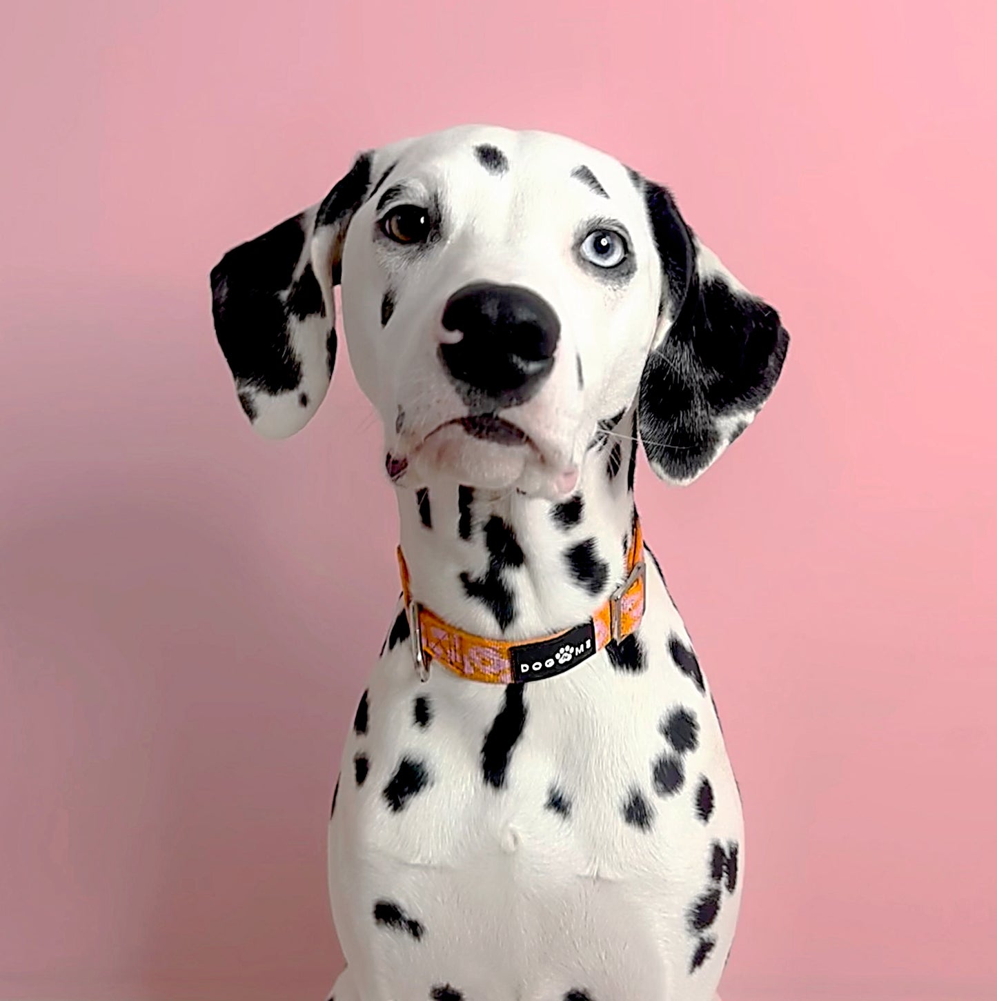 Panther - Orange/Pink - Matching Paws Set