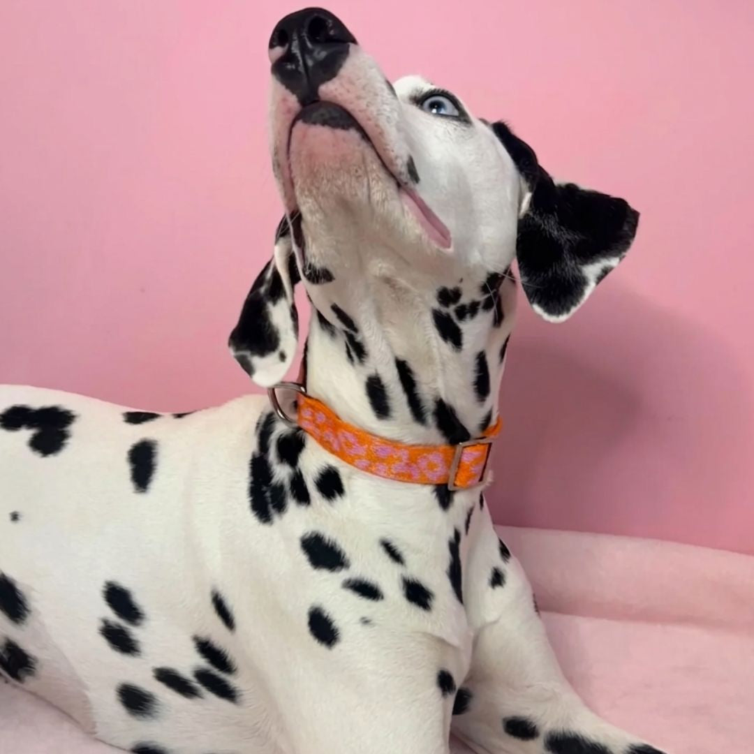Panther 2.0 - Orange/Pink - Matching Paws set