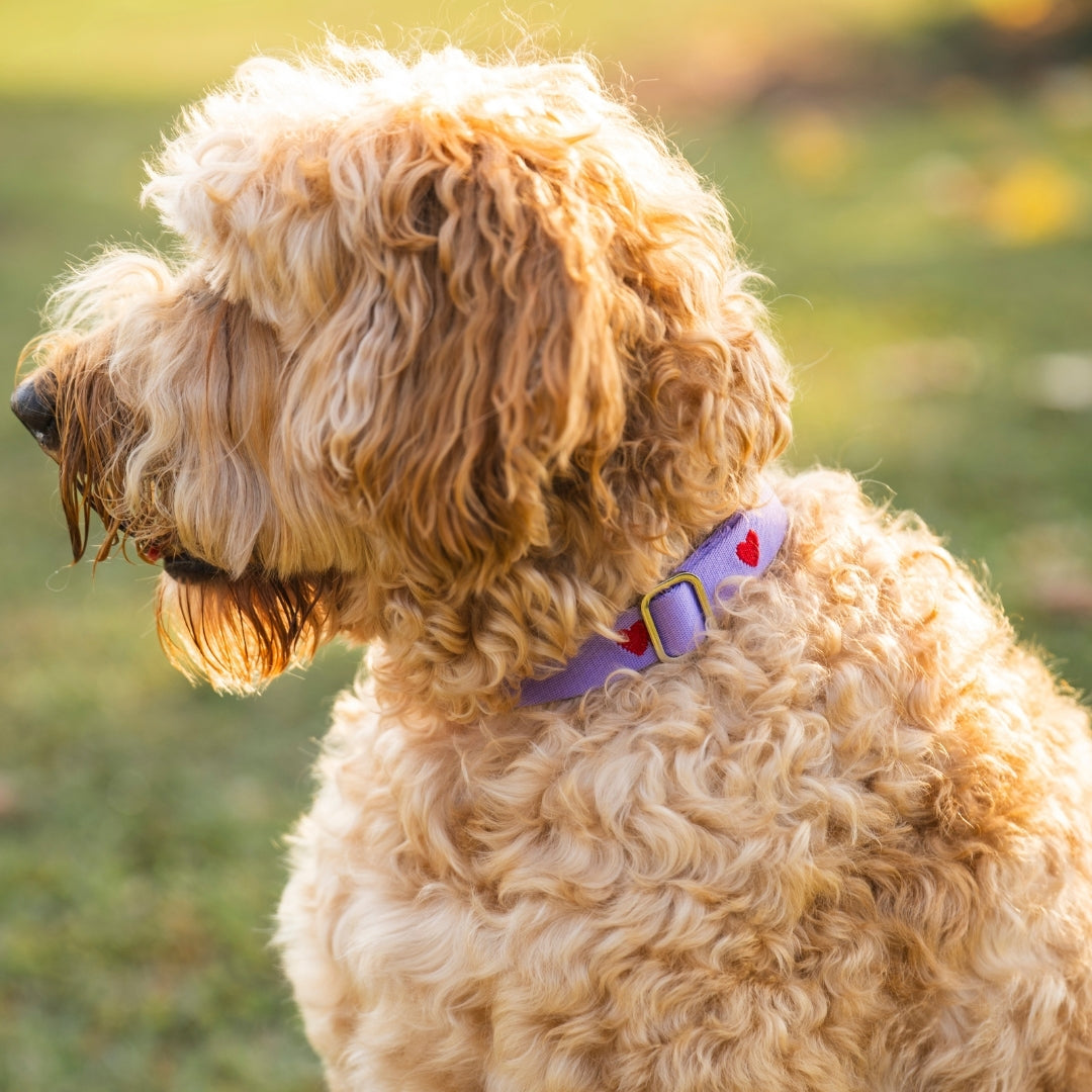 Herzen - Lila - Hundehalsband