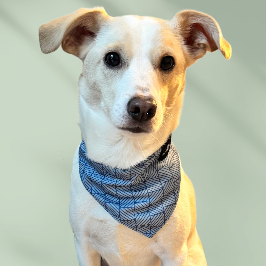 Denim – Blau – Matching Bandana-Set
