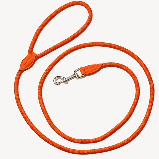 Daily – Orange – Dog Leash