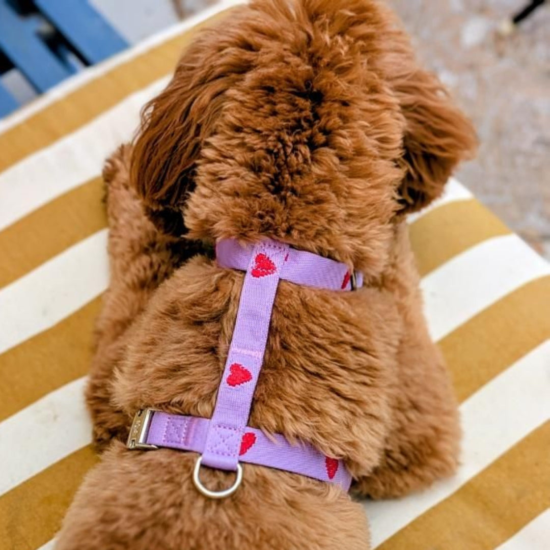Herzen - Lila - Hundegeschirr / Brustgeschirr